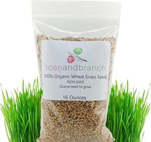 Organic Wheat Grass Seeds, Cat Grass Seeds, 16 Ounces- 100% Organic Non GMO - Hard Red Wheat. Harvested in The US. Easy to Grow.
