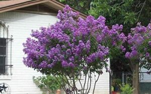 Crape Myrtle Trees - Red, White, Purple, Pink - Live Plants Shipped 1 to 2 Feet Tall by DAS Farms (No California) (Purple (Zuni))