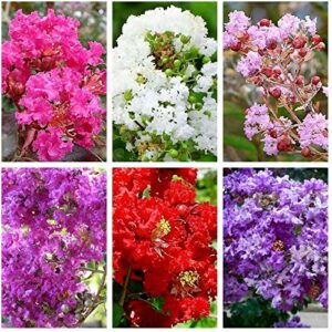 HOT!! - 50 Mixed Crepe Myrtle Lagerstroemia Tree Shrub Crape Red Pink Purple Flower Seed